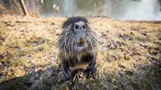 20-Pound Rat-Like Creatures: Nutria Rodents Invade California and Beyond