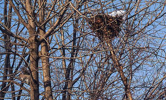 Squirrel Dreys vs. Bird Nests: How to Tell the Difference in Virginia