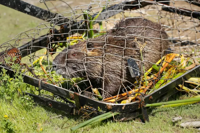 “Bay Area Under Siege: The Rise of Invasive 20-Pound Rodents”