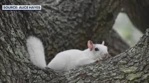 Florida’s Space Coast Welcomes Rare Albino Squirrel