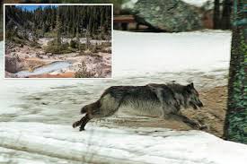 Gray Wolves Make a Comeback in California with Discovery of Two New Packs